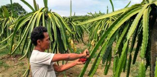 Melirik Kehidupan Petani Buah Naga di Papua