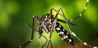 Awas! Jangan Sampai Virus Zika Masuk Kalbar