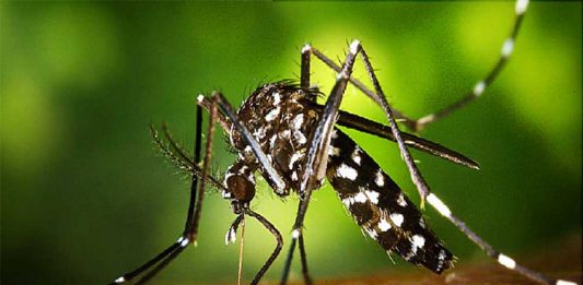 Awas! Jangan Sampai Virus Zika Masuk Kalbar