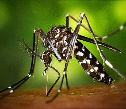 Awas! Jangan Sampai Virus Zika Masuk Kalbar