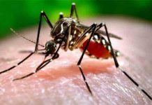 Antisipasi Zika, PLBN Entikong Diperketat