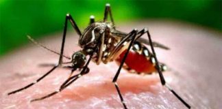 Antisipasi Zika, PLBN Entikong Diperketat