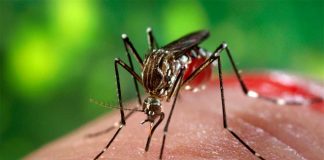 Horeee, Kubu Raya Zero Virus Zika