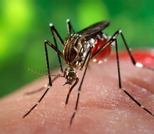 Horeee, Kubu Raya Zero Virus Zika