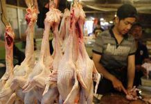 Telusur Penyebab Disparitas Harga Ayam