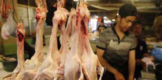 Suplai pun Melimpah, Harga Ayam di Pontianak Anjlok
