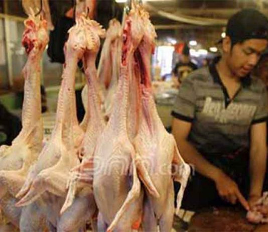 Suplai pun Melimpah, Harga Ayam di Pontianak Anjlok