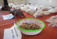 Penampungan Trenggiling Digerebek Polisi Kalbar