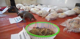 Penampungan Trenggiling Digerebek Polisi Kalbar