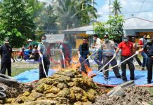 Bea Cukai Musnahkan 11 Ton Kentang Ilegal