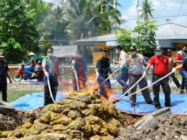 Bea Cukai Musnahkan 11 Ton Kentang Ilegal