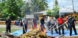 Bea Cukai Musnahkan 11 Ton Kentang Ilegal