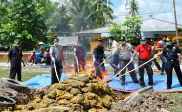 Bea Cukai Musnahkan 11 Ton Kentang Ilegal