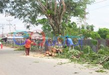 Dinas Cipta Karya Pangkas Keberadaan Pohon Tua