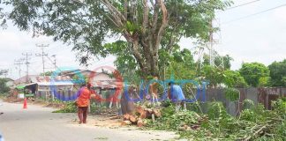 Dinas Cipta Karya Pangkas Keberadaan Pohon Tua