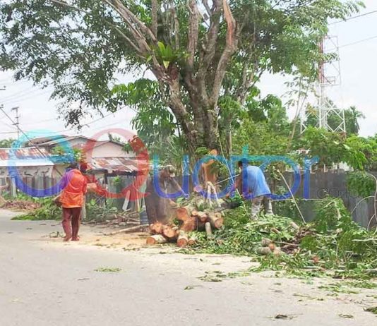 Dinas Cipta Karya Pangkas Keberadaan Pohon Tua