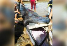 Paus Enam Meter Terdampar di Padang Tikar