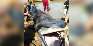 Paus Enam Meter Terdampar di Padang Tikar