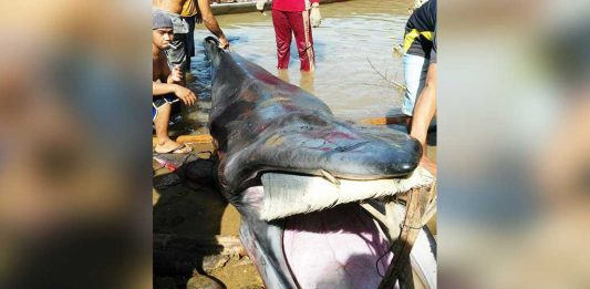 Paus Enam Meter Terdampar di Padang Tikar