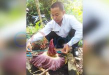 Bunga Bangkai Tumbuh Setiap Puluhan Tahun