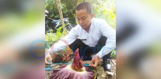 Bunga Bangkai Tumbuh Setiap Puluhan Tahun