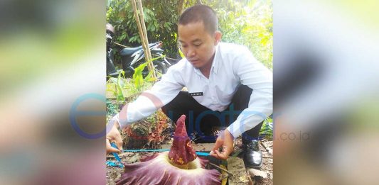 Bunga Bangkai Tumbuh Setiap Puluhan Tahun