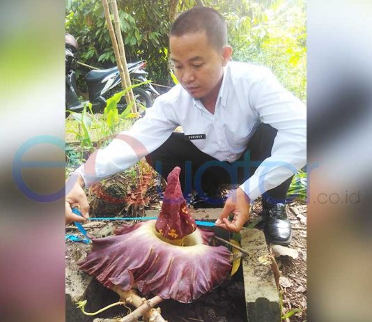 Bunga Bangkai Tumbuh Setiap Puluhan Tahun