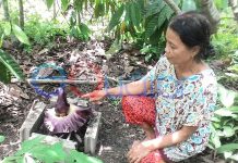 Bunga Bangkai Tumbuh di Pekarangan Rumah Zaleha