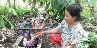Bunga Bangkai Tumbuh di Pekarangan Rumah Zaleha