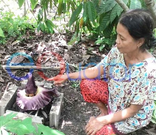 Bunga Bangkai Tumbuh di Pekarangan Rumah Zaleha
