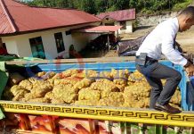 Polisi Sita 11 Ton Kentang Malaysia