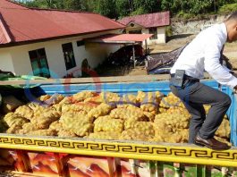 Polisi Sita 11 Ton Kentang Malaysia