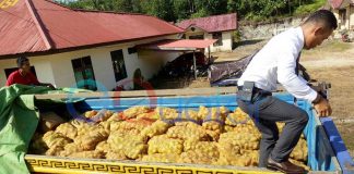 Polisi Sita 11 Ton Kentang Malaysia