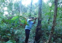 Harga Anjlok, Karet Ditinggalkan