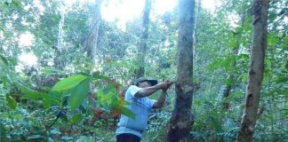 Harga Anjlok, Karet Ditinggalkan