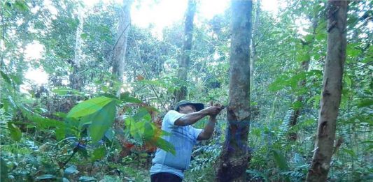 Harga Anjlok, Karet Ditinggalkan