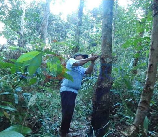 Harga Anjlok, Karet Ditinggalkan