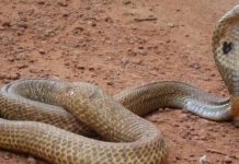 Menikah dengan Kobra