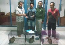 Butuh Duit Beli Rokok, Kucing Hutan Tangkapan Dijual