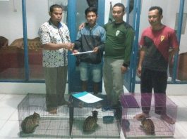 Butuh Duit Beli Rokok, Kucing Hutan Tangkapan Dijual