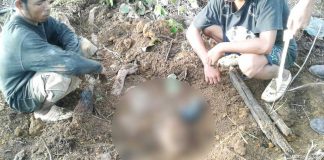 Karyawan Kebun Sawit Dihabisi Rekan Kerjanya