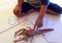 Hewan Aneh Melintasi Jalan Provinsi Siduk-Sukadana