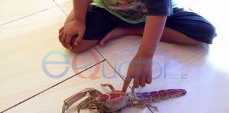 Hewan Aneh Melintasi Jalan Provinsi Siduk-Sukadana