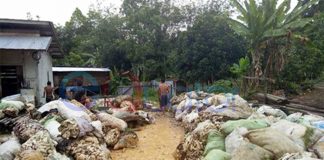 Harga Karet di Nanga Pinoh Rp8 Ribu per Kilogram