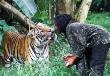 Kemesraan Manusia dan Harimau