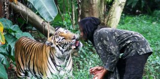 Kemesraan Manusia dan Harimau