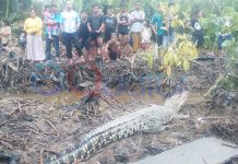 Heboh Buaya Nongkrong di Tepi Parit