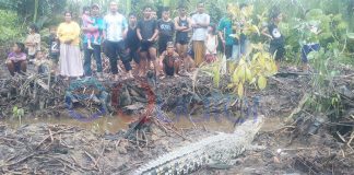 Heboh Buaya Nongkrong di Tepi Parit