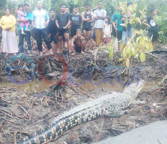 Heboh Buaya Nongkrong di Tepi Parit