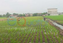 Musim Tanam, Petani Butuh Bantuan Dinas Pertanian